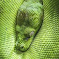 Green tree python eye Royalty Free Stock Photo