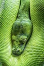 Green tree python eye Royalty Free Stock Photo