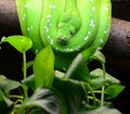 Green tree python Royalty Free Stock Photo