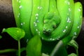 Green tree python Royalty Free Stock Photo