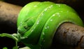 Green tree python Royalty Free Stock Photo