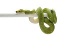 Green tree python isolated on white background Royalty Free Stock Photo