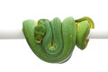 Green tree python isolated on white background Royalty Free Stock Photo