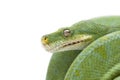 Green tree python isolated on white background Royalty Free Stock Photo