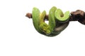 Green tree python isolated on white background Royalty Free Stock Photo
