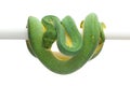 Green tree python isolated on white background Royalty Free Stock Photo