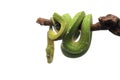 Green tree python isolated on white background Royalty Free Stock Photo