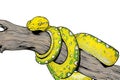 green tree python juvenile closeup branch with black background green tree python illustration Royalty Free Stock Photo