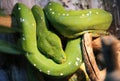 Green tree python Morelia or Chondropython viridis Royalty Free Stock Photo