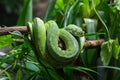 Green Tree Python, Morelia viridis Royalty Free Stock Photo