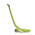 Green tree python - Morelia viridis (5 years old) Royalty Free Stock Photo