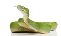 Green tree python - Morelia viridis (5 years old) Royalty Free Stock Photo