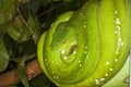 Green Tree Python, morelia viridis, Adult coiled on Branch Royalty Free Stock Photo