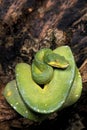 GREEN TREE PYTHON morelia viridis, ADULT ROLLED ON BRANCH Royalty Free Stock Photo