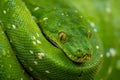 Green Tree Python - Morelia viridis, beautiful green snake