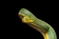 Green Tree Python. Morelia viridis. black background Royalty Free Stock Photo