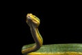 Green Tree Python. Morelia viridis. black background Royalty Free Stock Photo