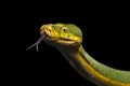 Green Tree Python. Morelia viridis. black background Royalty Free Stock Photo