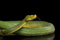 Green Tree Python. Morelia viridis. black background Royalty Free Stock Photo