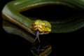 Green Tree Python. Morelia viridis. black background Royalty Free Stock Photo