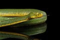 Green Tree Python. Morelia viridis. black background Royalty Free Stock Photo