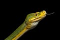 Green Tree Python. Morelia viridis. black background Royalty Free Stock Photo