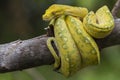 Green Tree Python Morelia viridis on tree branch yellow color skin snake Royalty Free Stock Photo