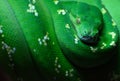 Green tree python Morelia viridis close up Royalty Free Stock Photo