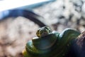 Green tree python, Morelia viridis closeup reptile Royalty Free Stock Photo