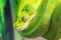 Green tree python Morelia viridis curled up sitting on a branch in natural environment Royalty Free Stock Photo
