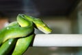 The green tree python morelia viridis. Royalty Free Stock Photo