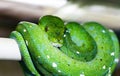 The green tree python morelia viridis. Royalty Free Stock Photo