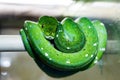 The green tree python morelia viridis. Royalty Free Stock Photo