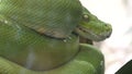 Green tree python Morelia viridis Royalty Free Stock Photo