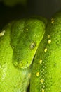 GREEN TREE PYTHON morelia viridis, HEAD OF ADULT Royalty Free Stock Photo