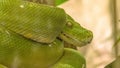 Green tree python Morelia viridis Royalty Free Stock Photo