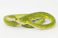 Green Tree Python Morelia viridis snake biak isolated on white background Royalty Free Stock Photo