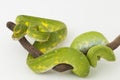 Green Tree Python Morelia viridis snake biak isolated on white background Royalty Free Stock Photo