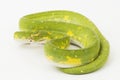Green Tree Python Morelia viridis snake biak isolated on white background Royalty Free Stock Photo