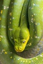 Green tree python (Morelia viridis), snake in close-up view Royalty Free Stock Photo