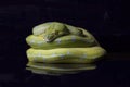 Green Tree Python Morelia viridis sorong locality isolated on black Royalty Free Stock Photo