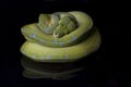 Green Tree Python Morelia viridis sorong locality isolated on black Royalty Free Stock Photo