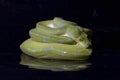 Green Tree Python Morelia viridis sorong locality isolated on black Royalty Free Stock Photo