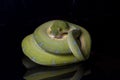 Green Tree Python Morelia viridis sorong locality isolated on black Royalty Free Stock Photo