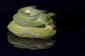 Green Tree Python Morelia viridis sorong locality isolated on black Royalty Free Stock Photo