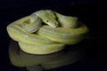 Green Tree Python Morelia viridis sorong locality isolated on black Royalty Free Stock Photo