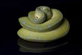 Green Tree Python Morelia viridis sorong locality isolated on black Royalty Free Stock Photo