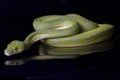 Green Tree Python Morelia viridis sorong locality isolated on black Royalty Free Stock Photo