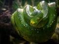 Green tree python