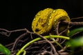 The green tree python (Morelia viridis) is a species of snake in the family Pythonidae Royalty Free Stock Photo